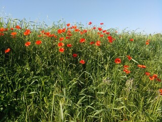 Campo con amapolas y otras plantas silvestres