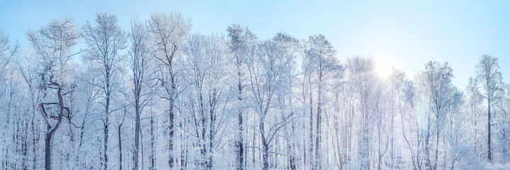 Winter panoramic landscape with frosted trees