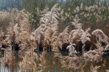 Gräser an einem See