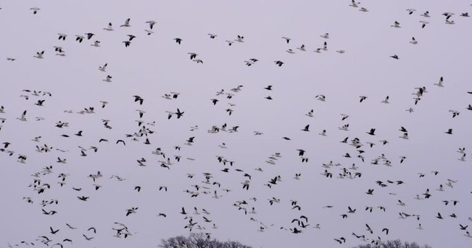 hundreds of geese in flight on snowy wintry day at dusk from stubble field