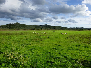 Obraz premium landscape with cows and sheep and cloudy sky in rural place 
