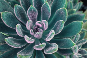 Close up Succulent