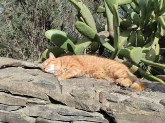 Gato atigrado de pelaje anaranjado tomando el sol  sobre un muro en Cadaqués