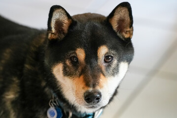 Portrait of Black and Tan Shiba Inu