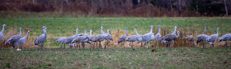 Obraz na płótnie Canvas Sandhill Cranes (Grus canadensis) in late October grouping together in central Wisconsin