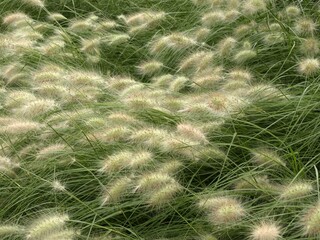 Gramíneas ornamentales en un jardín de Colleville-sur-Mer, Francia