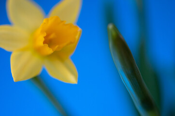 Obraz premium Frohe Ostern Osterglocke vor blau