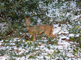 Roe Deer Hiding in Holly in a Wood