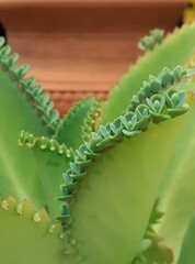 Planta Kalanchoe. Enfoque selectivo. Macro.
