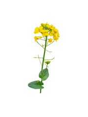 Rapeseed or canola flowers isolated on white