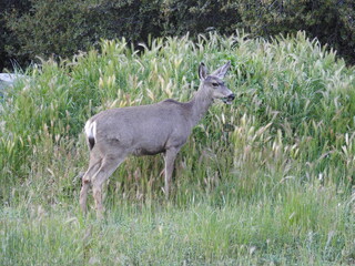 Obraz na płótnie Canvas Female mule deer feeding on the green leaves and grass in the Sequoia National Forest, Sierra Nevada Mountains, California.