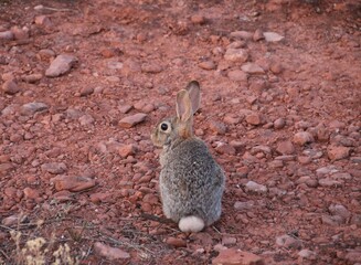 rabbit in the desert 