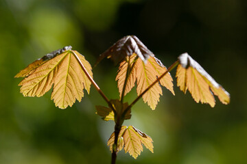 Cztery jesienne liście