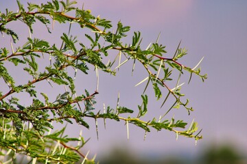 Thorn branches