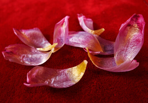 romantica immagine di petali caduti su un tappeto rosso