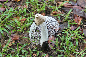 Phallus atrovolvatus, a tropical stinkhorn mushroom from Central America