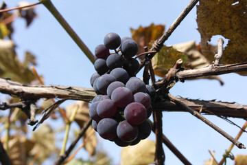 A bunch of black ripe grapes in the garden on a branch.
