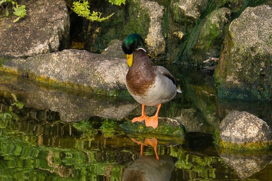 Duck on a stone in a pond looking at himself in the reflection of the water. Parque La Marjal, Alicante, Spain
