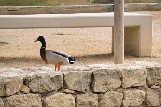 A duck on a stone in a pond watching others. Parque La Marjal, Alicante, Spain