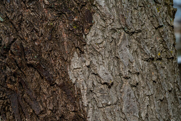 Texture of gray natural dry old bark tree. Close-up macro horizontal shot. High quality image.