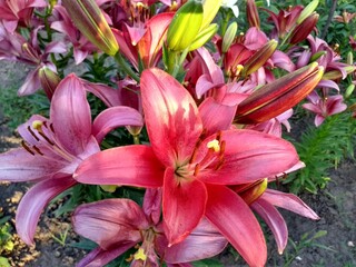 lilies in garden