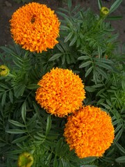 orange chrysanthemum flowers