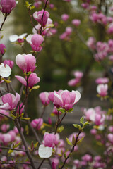 blooming branches of pink magnolia close-up