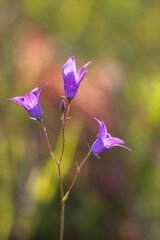 Trzy fioletowe kwiatki