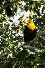 Yellow head black bird in the garden