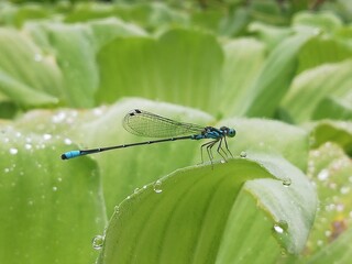 Anisoptera