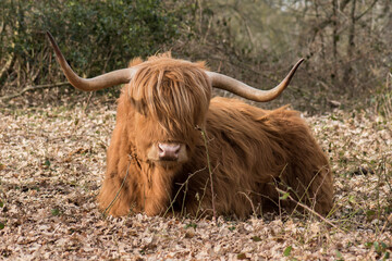 Close Up on the Highland cattle.