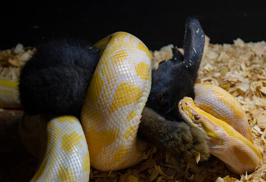 snake