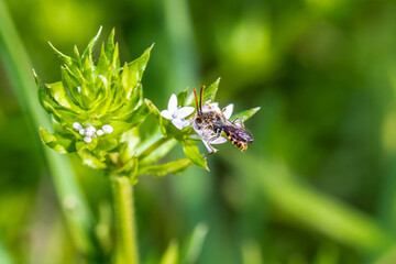fly on a flower