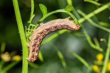 caterpillar on a leaf