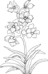 Flowers and herbs, orchid
 flowers. Design elements. Hand drawing coloring page for kids and adults. Beautiful drawing with patterns and small details. Vector