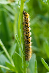 caterpillar on a branch