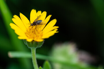 fly on flower
