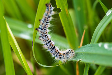 caterpillar on a leaf