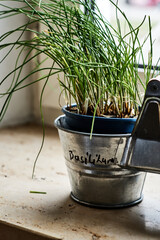 A flower pot ,with herbs on the windowsill
