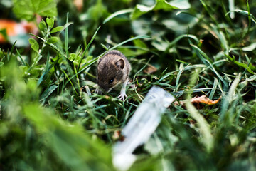 A Small baby mouse looking for food