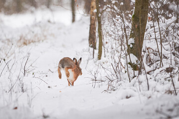 European Hare running in the snowy forest  (Lepus europaeus).