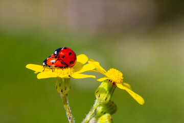 Lovely couple of ladybirds on a leaf