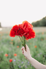 Hand holding poppy flowers
