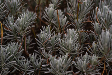 Lavender plant leaves