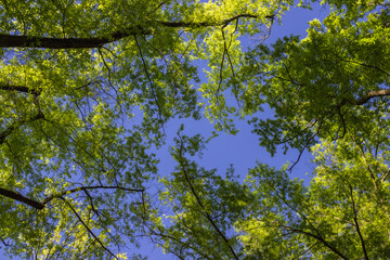 Bright green leaves on branches against a blue cloudless sky on a sunny spring day
