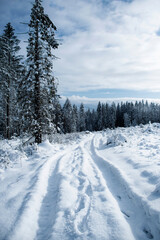 Fototapeta premium road through winter snowy landscape