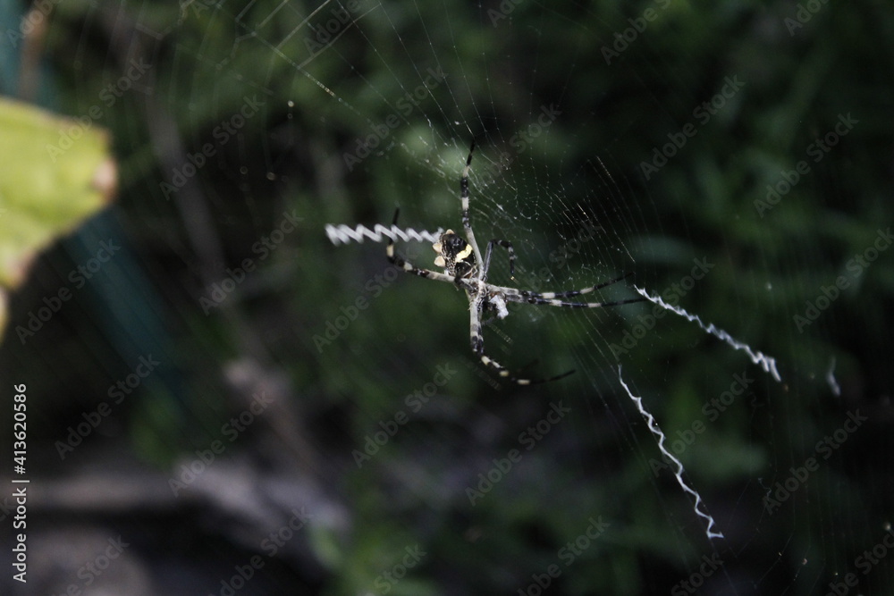 Wall mural spider on web