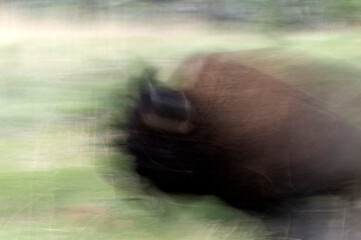 Bull bison (Bison bison) in motion   Custer State Park   South Dakota  © Tom