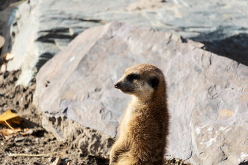 Zoo de Granby, Québec Canada, Suricate