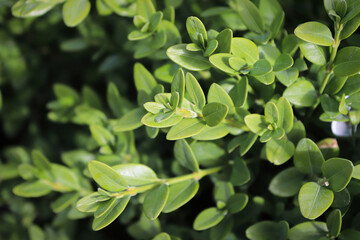 Background of common green boxwood branches with selective focus